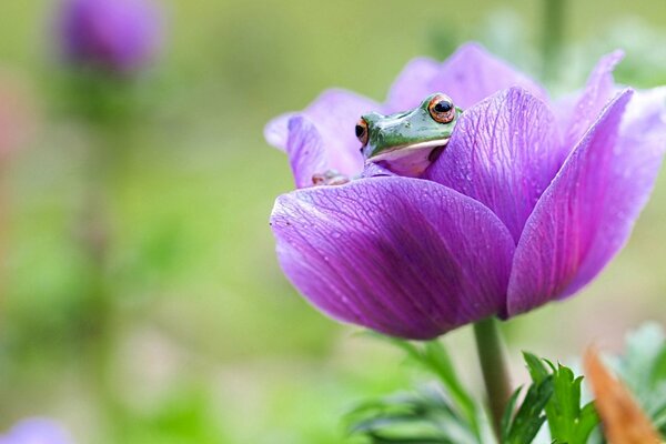 Una rana se asoma de una flor