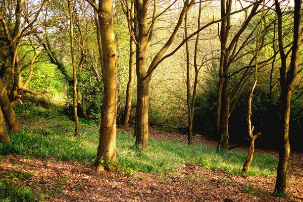 Hierba y árboles en el bosque de primavera