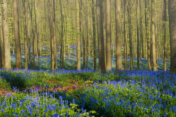 Forêt de fées avec des fleurs