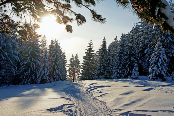 Straße im Winterwald bei strahlender Sonne