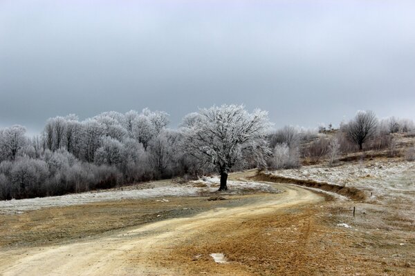 Árboles en escarcha. Naturaleza invernal