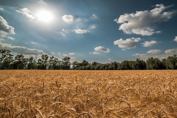 Summer field spikelets wheat sky sun