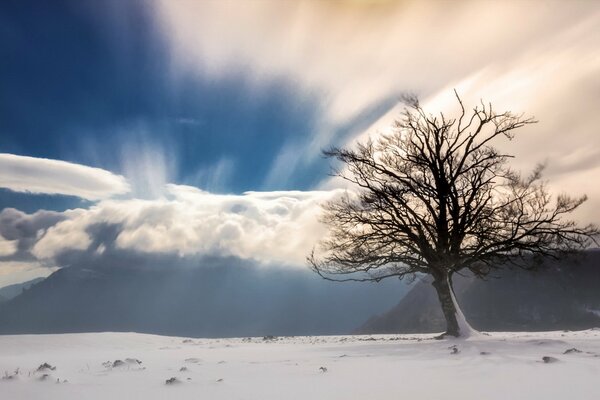 A tree in the snow and in the fog