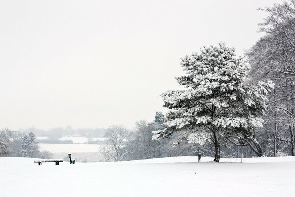 A bench in a snowy winter park