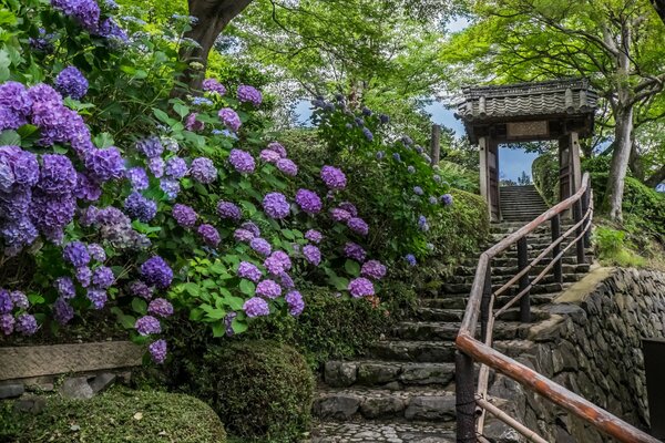 Eine alte Treppe, umgeben von Hortensien