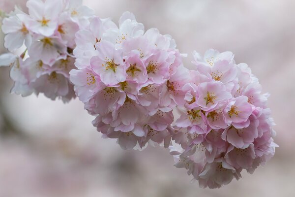 Fotografía macro de la flor de cerezo