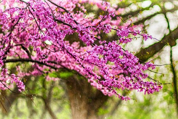 Passeggiata nel parco. Fiori dopo la pioggia