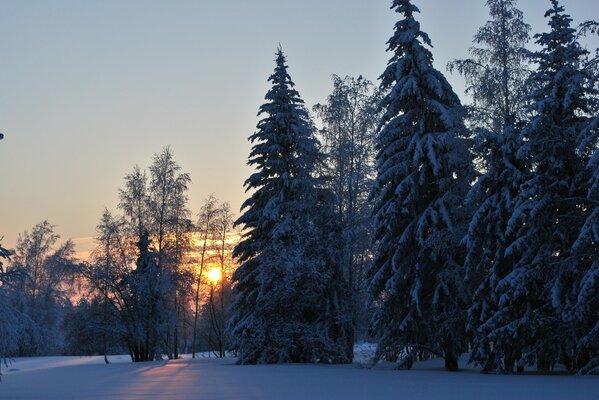 Wintermorgendämmerung im kalten Wald