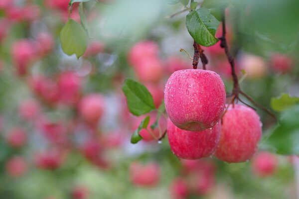 Pommes sur une branche avec des gouttes de bokeh