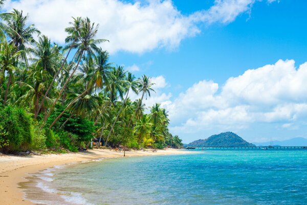 Palmen auf tropischem Sand im Sommer am Meer