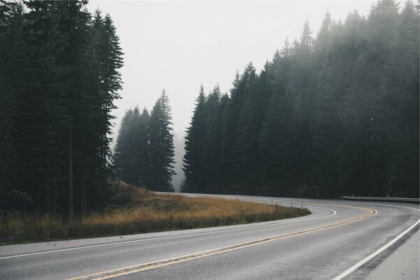 The road in the fog over the forest