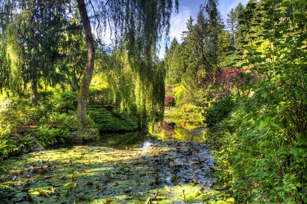 Pond in a green garden with willow