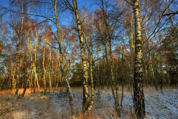 Herbst Birkenhain unter blauem Himmel