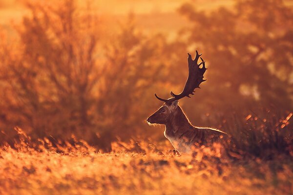 Ciervos en el campo en la naturaleza