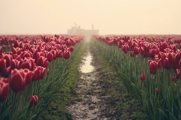 Route dans un champ avec des tulipes Bordeaux