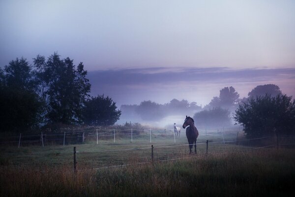 Caballos en el campo. Niebla matutina