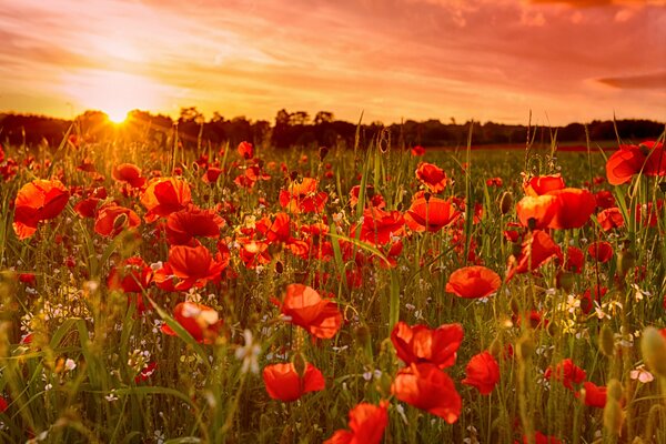 Tramonto sul campo con papaveri rossi