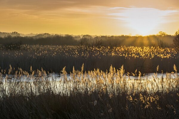 Morgensonne im Schilf am Fluss