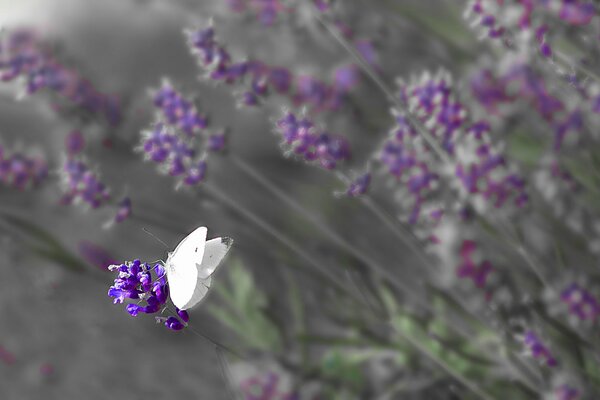 Mariposa con alas blancas en la flor