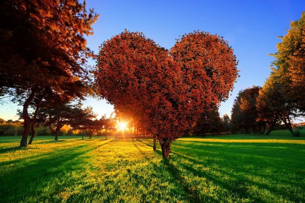 Heart-shaped tree on the background of the sun