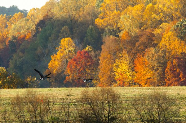 Oche che volano sopra la foresta autunnale