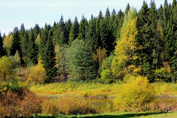 Faszinierender Herbstwald der Region Perm