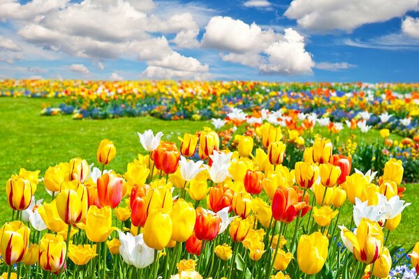 Wiese mit Tulpen auf dem Hintergrund der Wolken