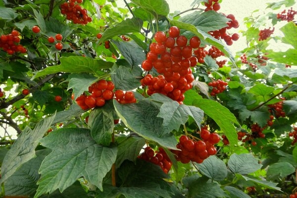 Racimos de bayas de viburnum en ramas verdes