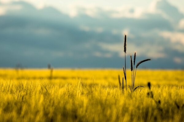 A wheat field under a blue sky