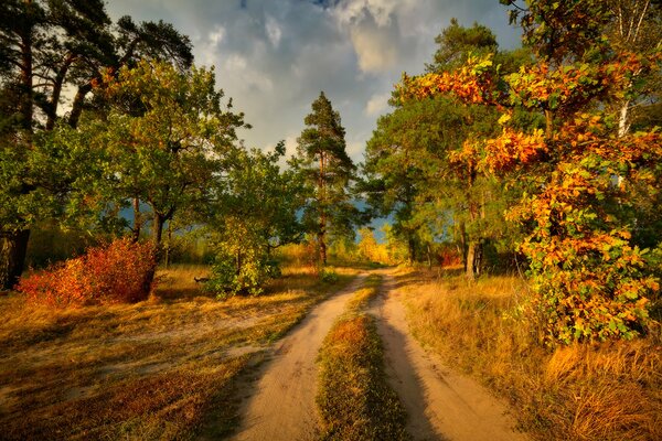 Bright red autumn leaves