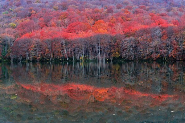 Les arbres se reflètent dans le lac. Automne