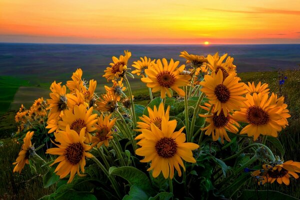 Fiori gialli su uno sfondo di cielo