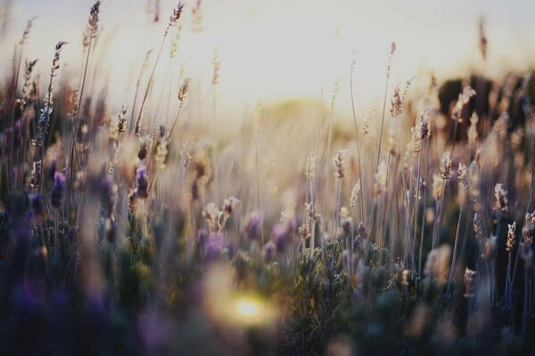 A field of flowers at sunset