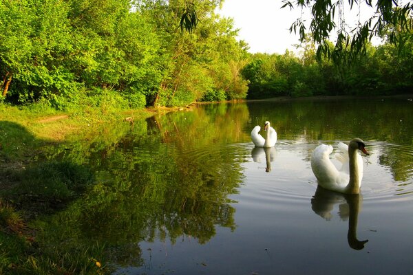 White swans in a pond on a background of trees