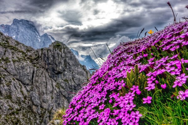 Flores en un tobogán en los Alpes de Australia