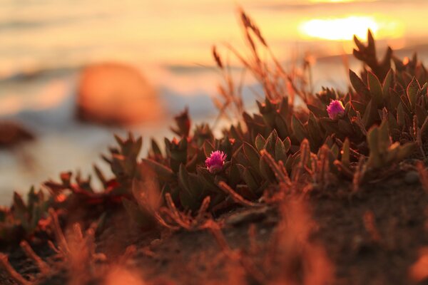 Blumen bei Sonnenuntergang in Nordkalifornien