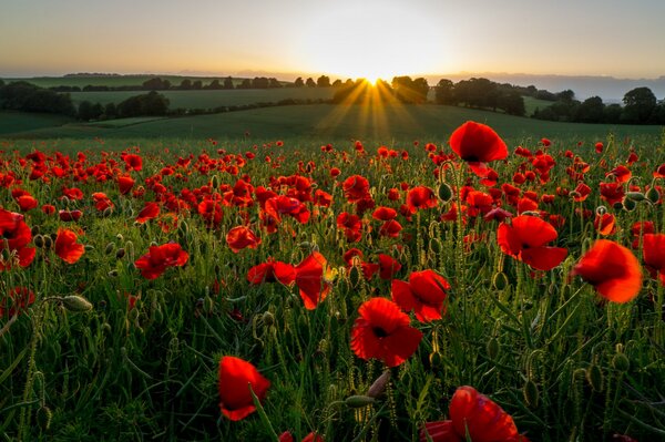 A field with poppies in sunset colors