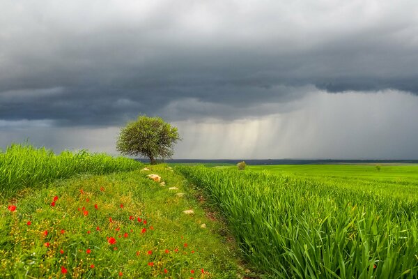 Champ vert et fleurs sous la pluie