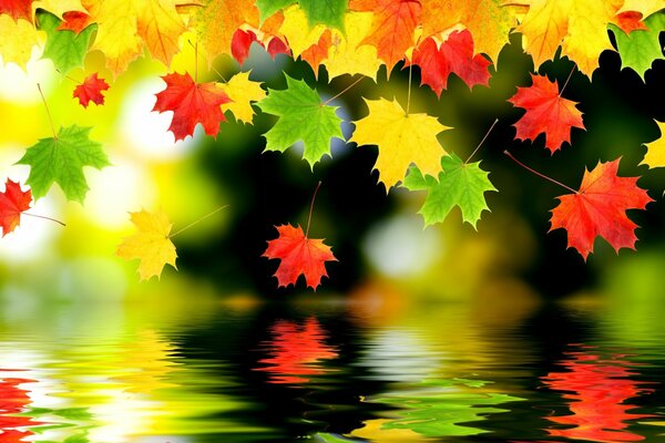 Multicolored maple leaves with reflection in the water