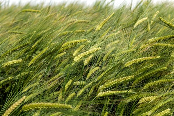 Unripe green ears bent from the wind