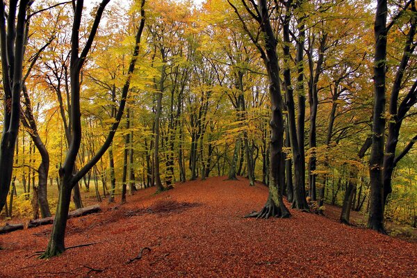 Llegó el otoño dorado