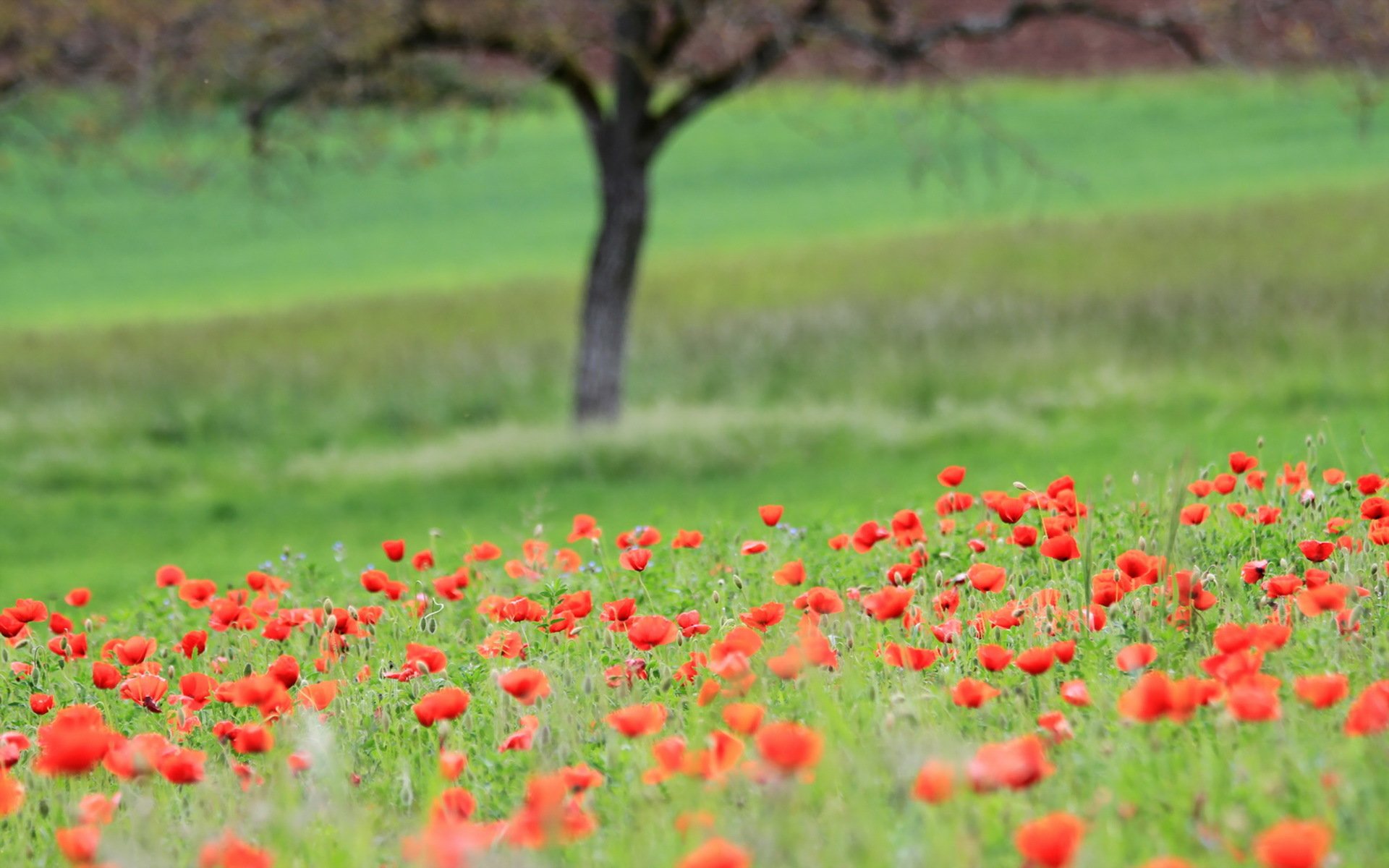 campo papaveri paesaggio estate natura