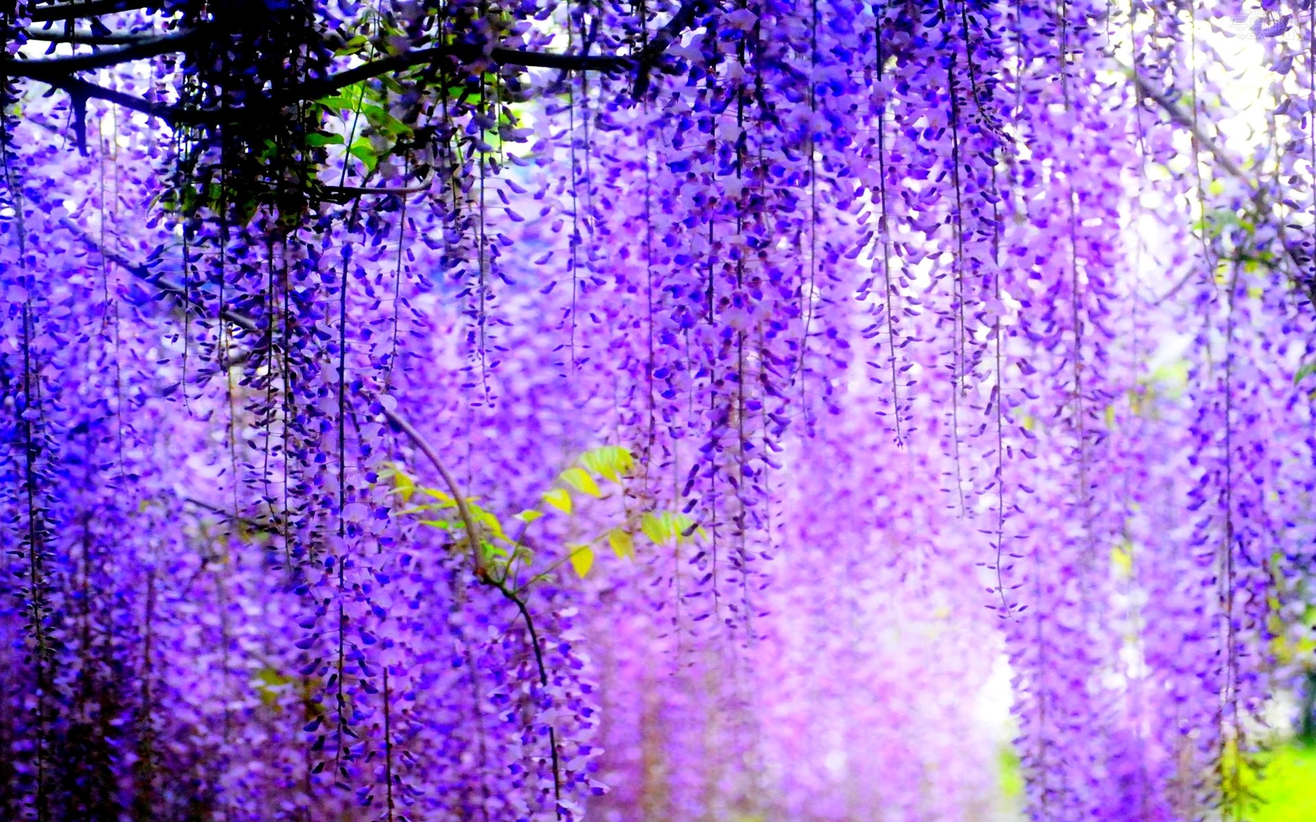 glycine tree clusters flower bloom blur