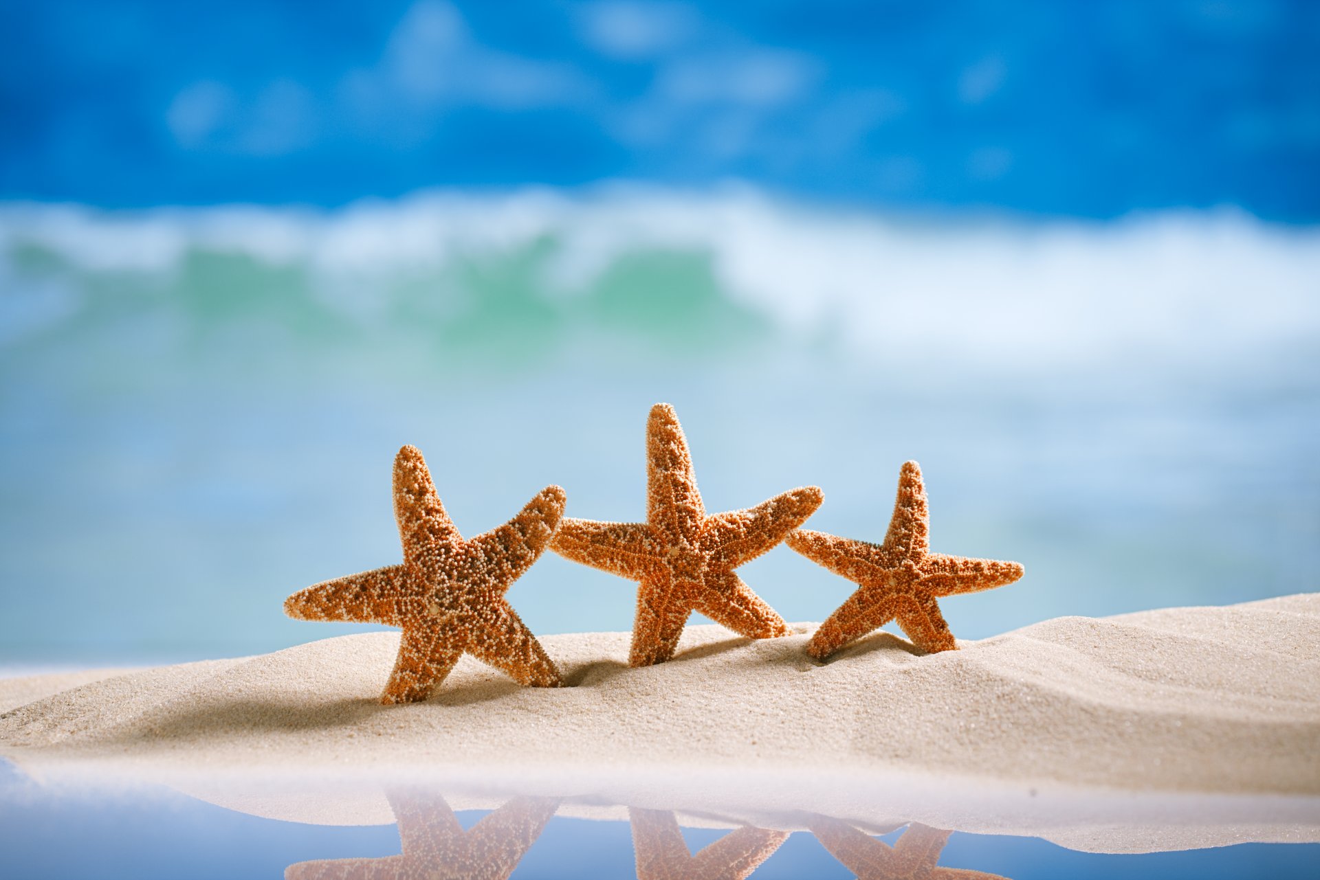 ummer beach sea vacation sand starfishes starfish