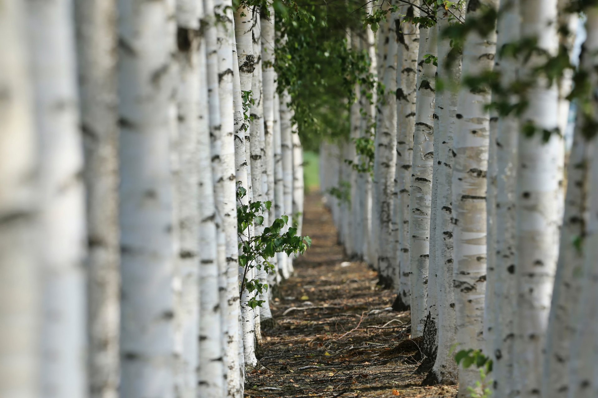 alley close up bokeh