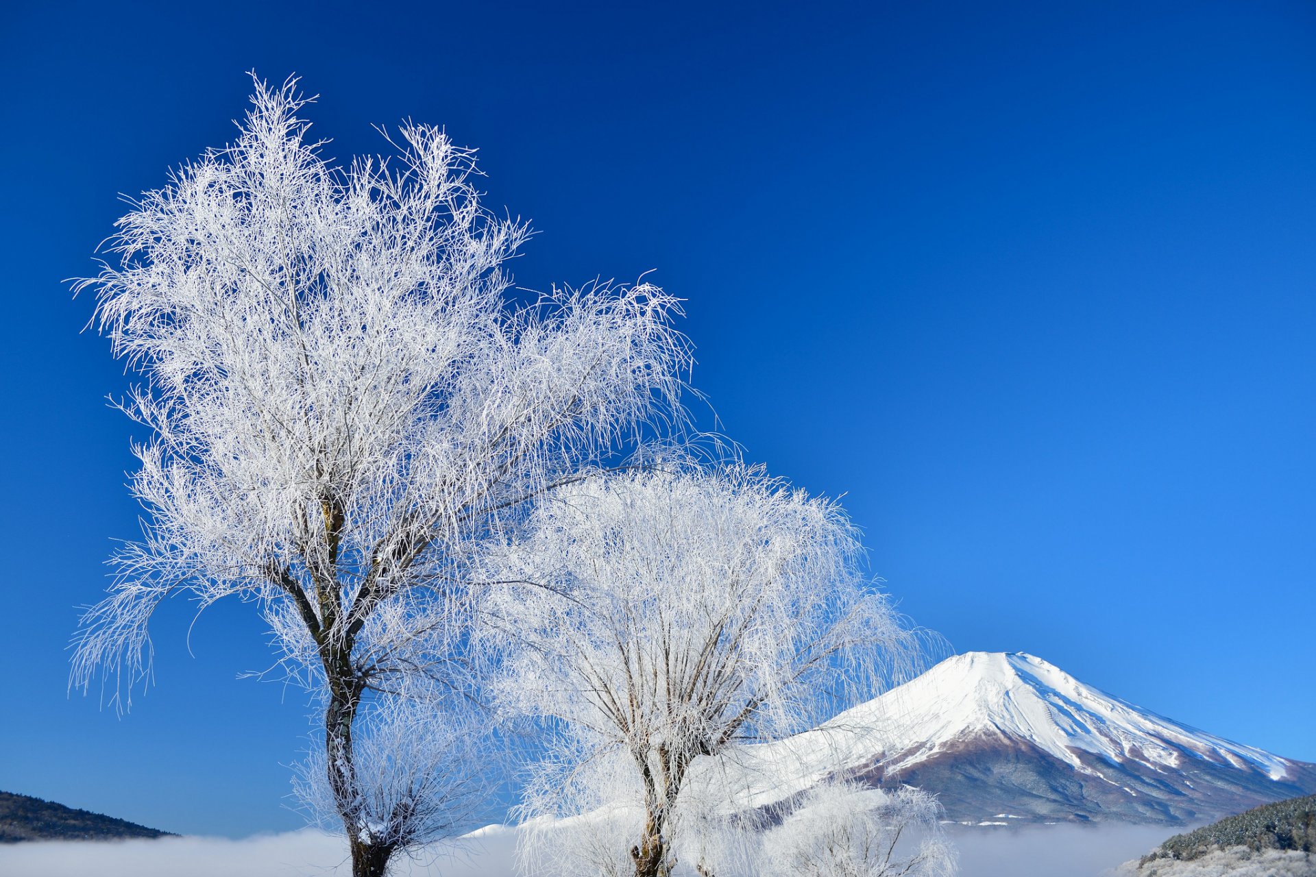 japan mount fuji sky winter tree snow