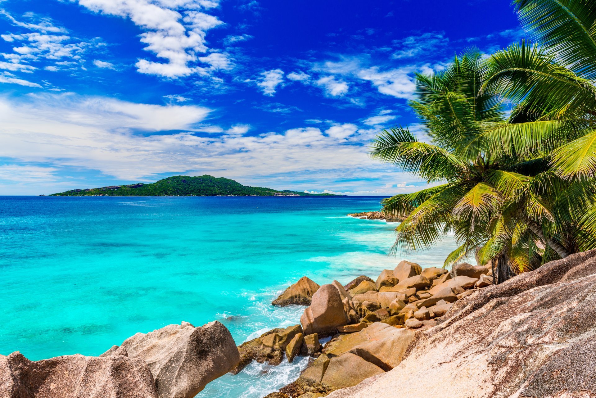 ummer beach sea shore paradise tropical sand palm tree