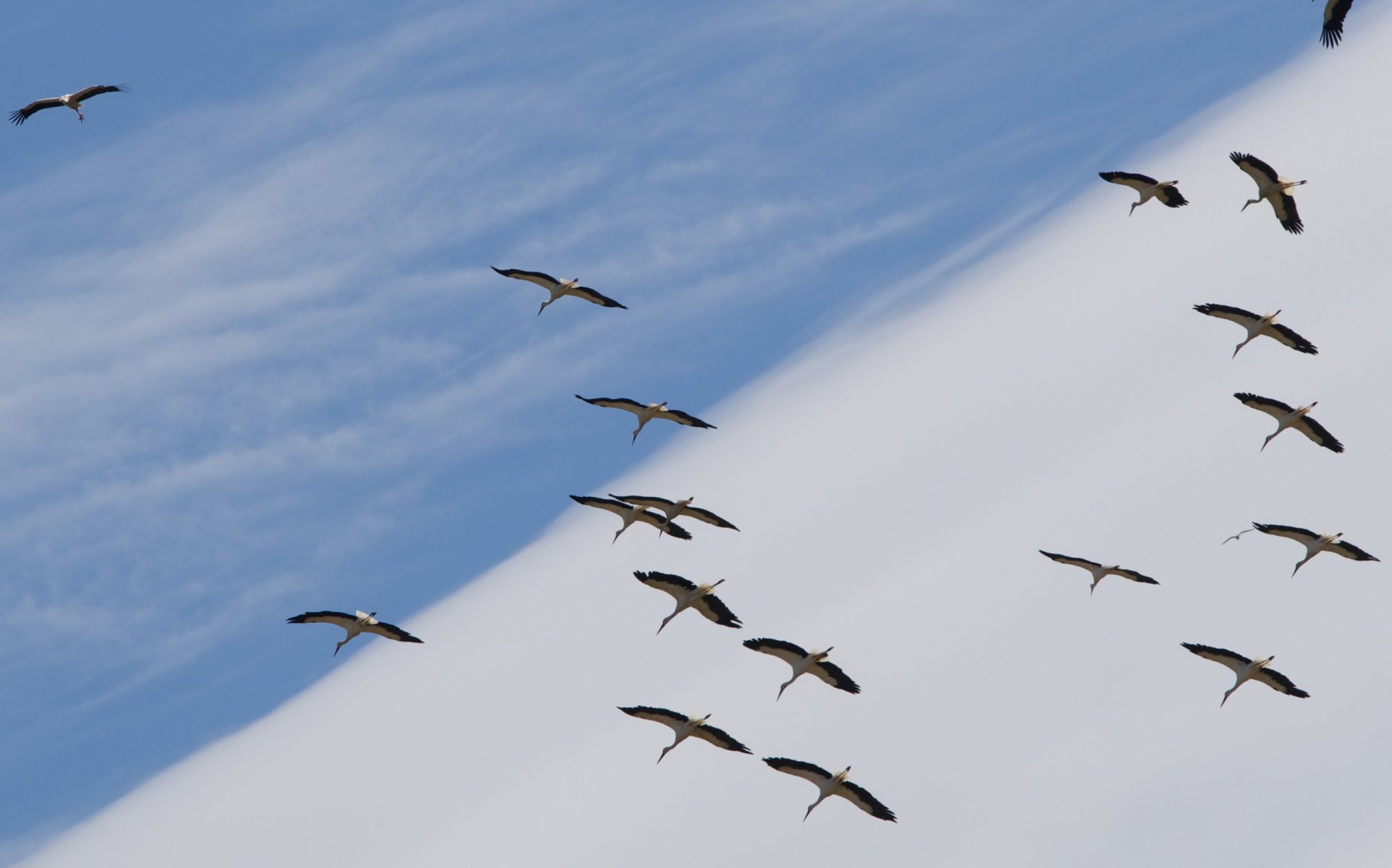 oiseaux cigognes ciel nature paysage