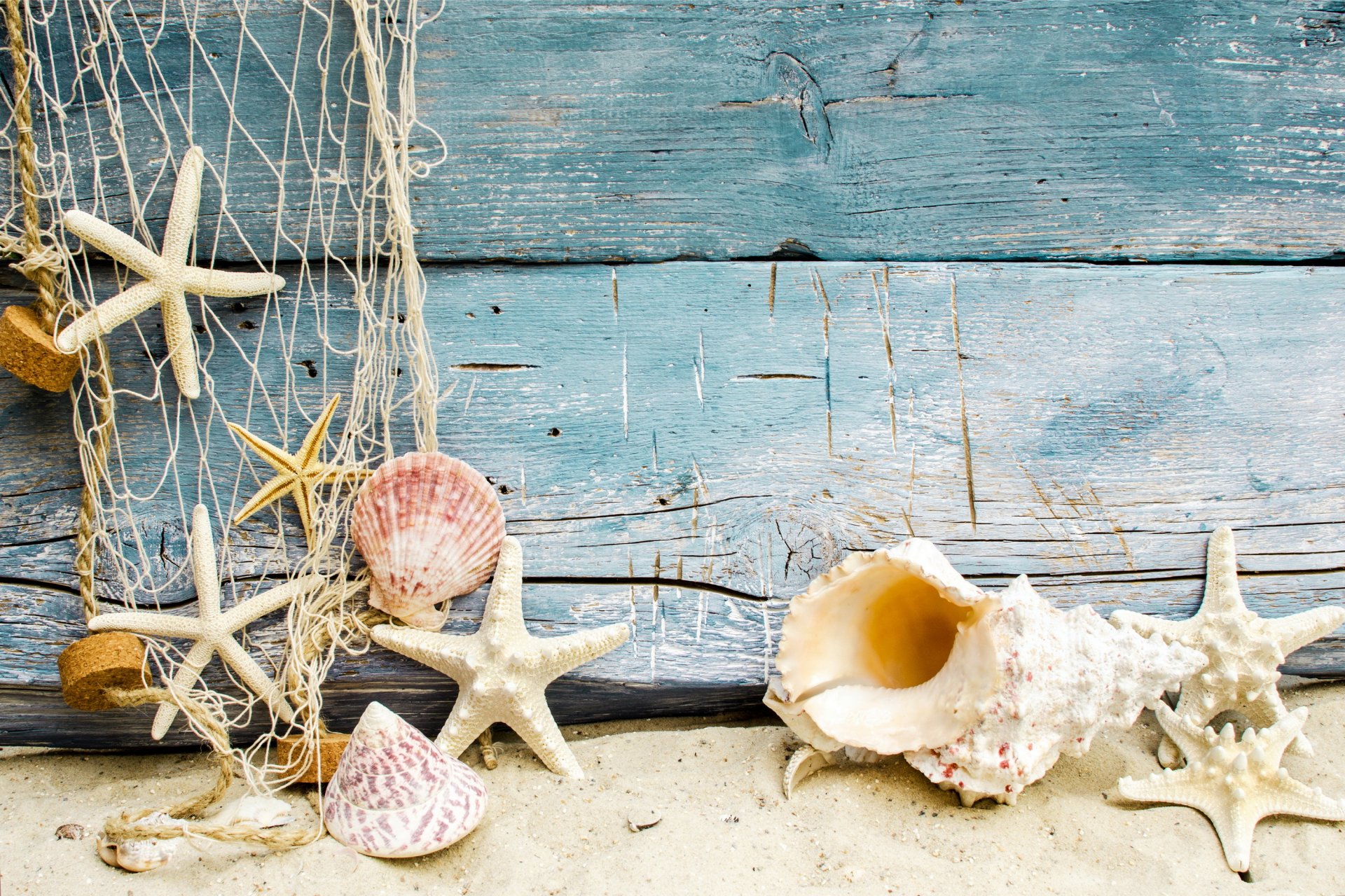 coquillages étoiles de mer plage sable marine bois