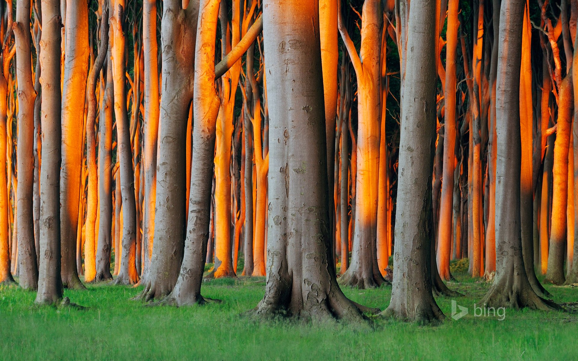 ninhagen mecklembourg-poméranie-occidentale allemagne forêt arbres herbe